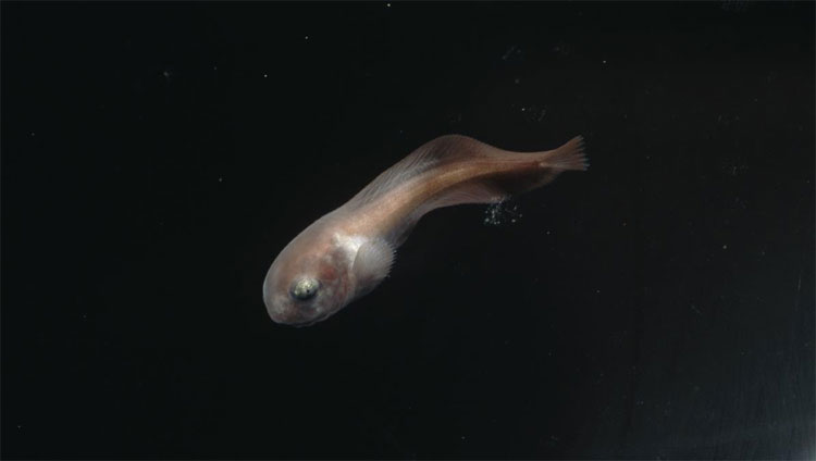 Nhật Bản phát hiện cá ở rãnh sâu 8.178m dưới biển