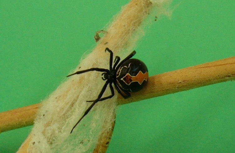 Nhện độc Katipo - một trong những loài nhện độc nhất thế giới