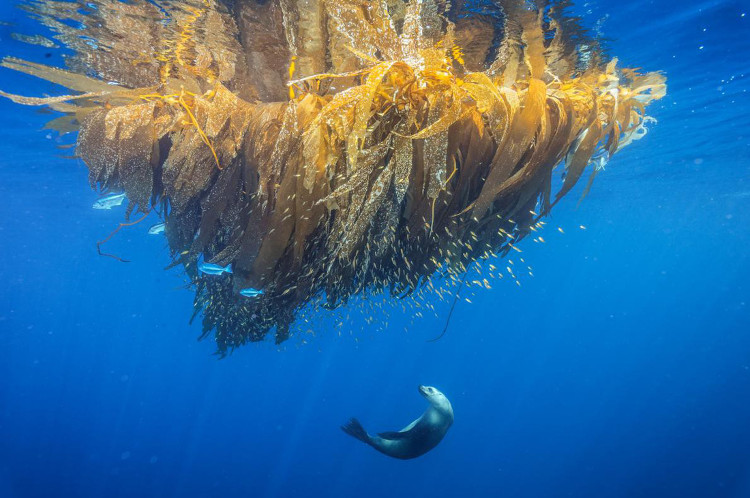 Những bức ảnh xuất sắc nhất của NatGeo năm 2017