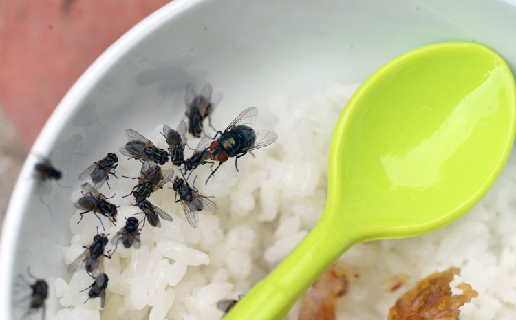 Những căn bệnh đáng sợ ruồi có thể gây ra cho con người