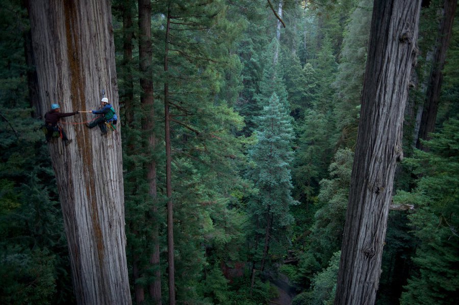 Những cây gỗ đỏ cổ xưa cao nhất thế giới