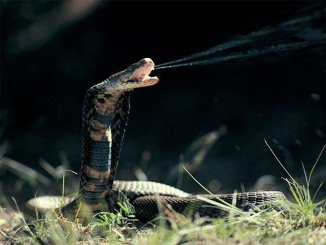 Những chuyện lạ ít biết về loài rắn