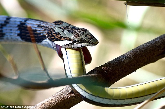 Những chuyện lạ ít biết về loài rắn