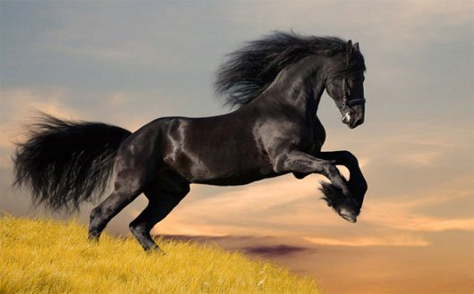 Những con ngựa nổi tiếng trong sử sách Trung Quốc
