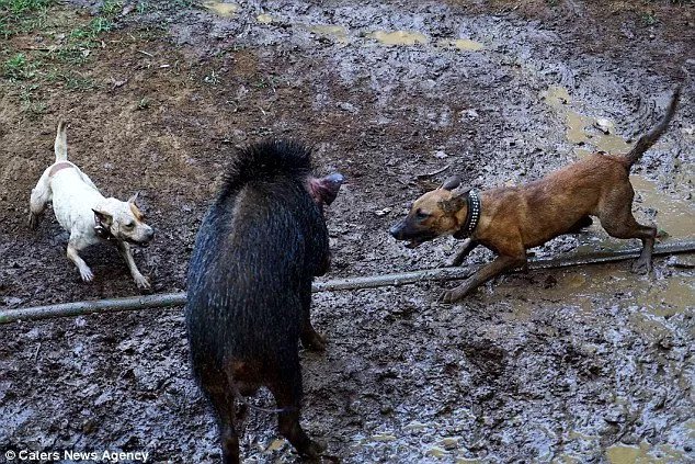 Những cuộc tử chiến đẫm máu giữa chó và lợn rừng ở Indonesia