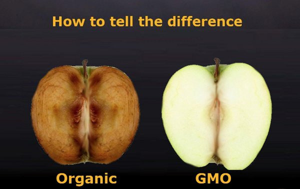 Những điều bạn nên biết về thực phẩm biến đổi gene GMO