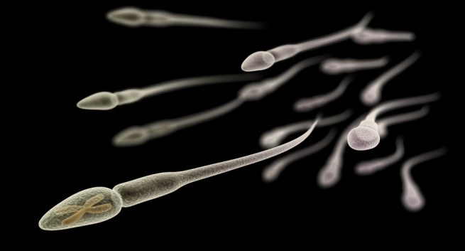 Những điều bất ngờ thú vị bạn chưa từng biết về tinh trùng