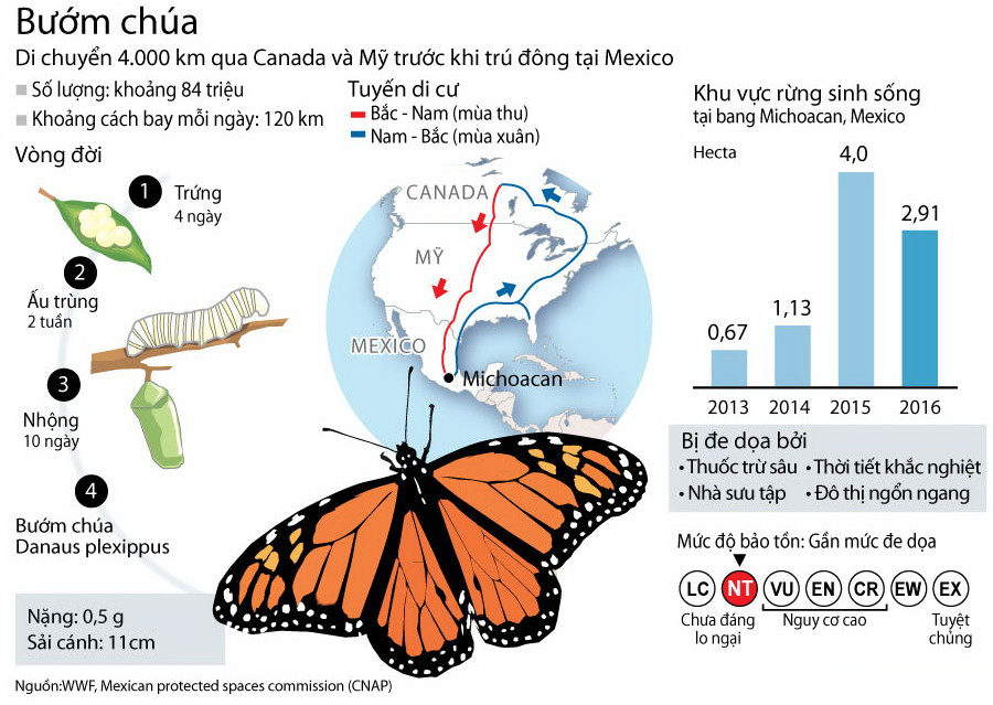 Những điều chưa biết về loài bướm chúa Bắc Mỹ
