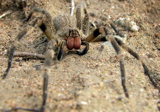 Những điều có thể bạn chưa biết về loài nhện độc nhất thế giới