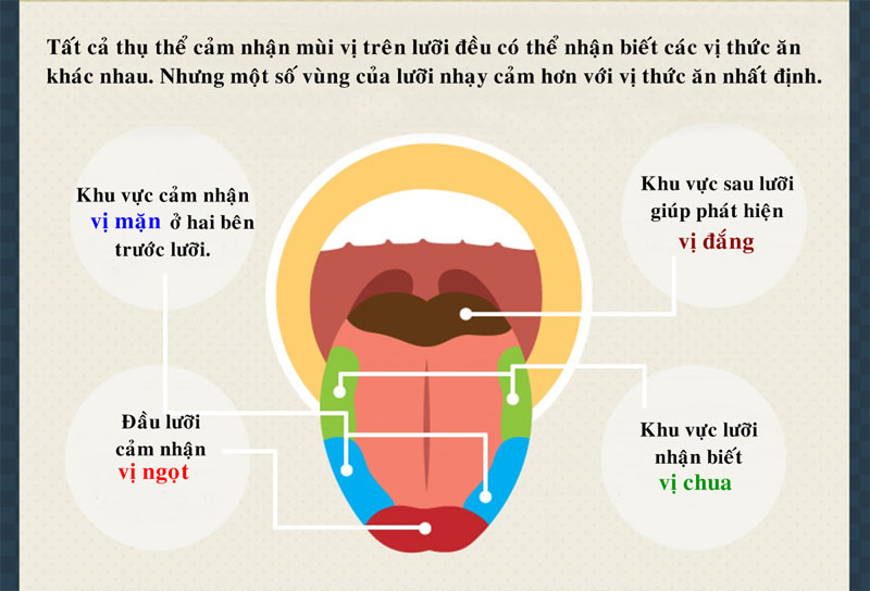 Những điều ít biết về vị giác của con người