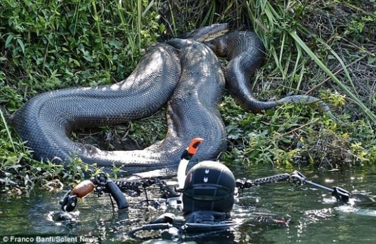 Những hình ảnh chân thực nhất về quái vật sông Amazon