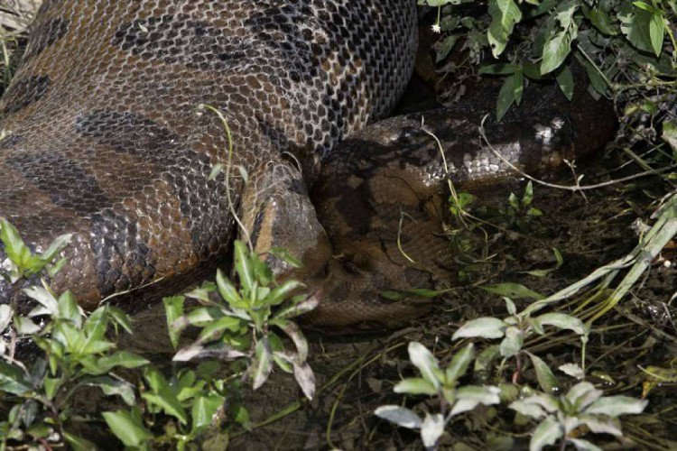 Những hình ảnh chân thực nhất về quái vật sông Amazon