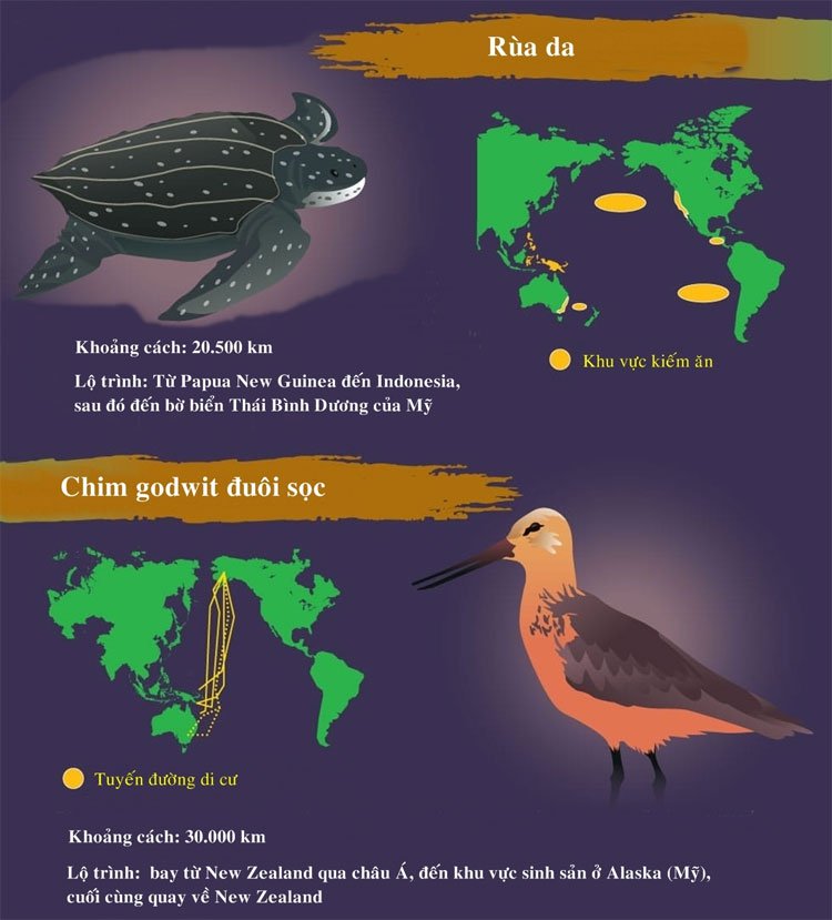 Những loài động vật di cư dài nhất trong tự nhiên