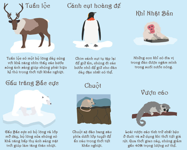 Những loài động vật làm gì để vượt qua mùa đông băng giá?