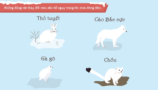 Những loài động vật làm gì để vượt qua mùa đông băng giá?
