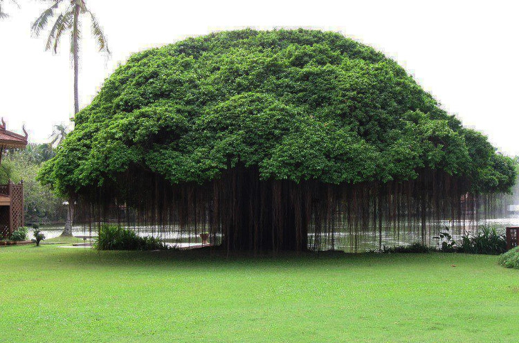 Những lùm cây hình thù kỳ lạ như đến từ thế giới khác