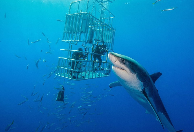 Những sát thủ cá mập nguy hiểm nhất dưới lòng đại dương