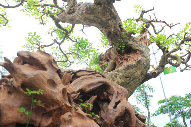Những siêu cây cảnh quý hiếm giá bạc tỷ ở Việt Nam