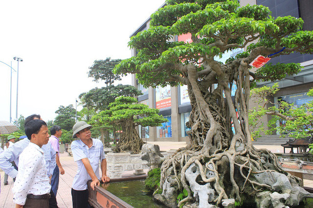 Những siêu cây cảnh quý hiếm giá bạc tỷ ở Việt Nam