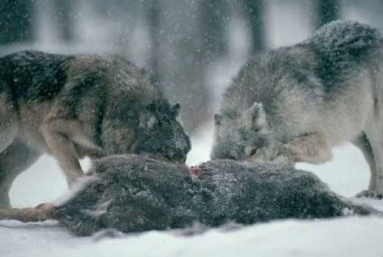 Những sự thật ít được biết đến về loài sói