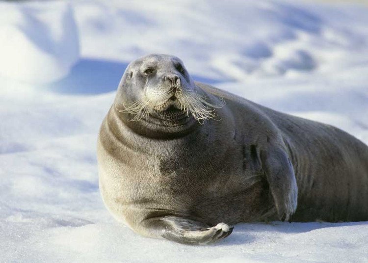 Những sự thật thú vị về động vật sống tại vùng Bắc cực