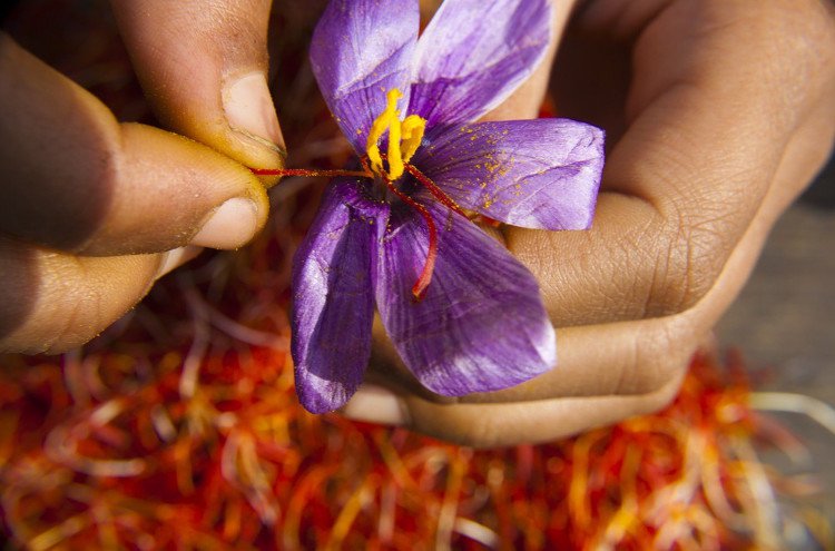 Nhụy hoa nghệ tây - Saffron có thật sự thần thánh như lời đồn?