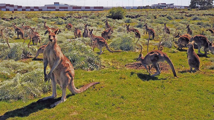Nỗ lực ngăn cản chương trình diệt trừ kangaroo ở Australia
