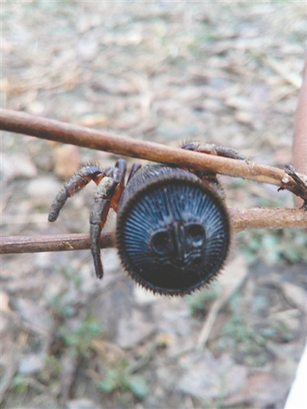 Nông dân Trung Quốc tìm thấy nhện cổ đại quý hiếm