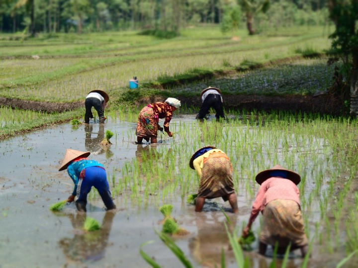 Nồng độ CO2 quá cao có thể khiến gạo mất nhiều dưỡng chất quan trọng?