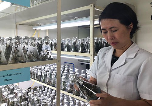 Nữ tiến sĩ Việt tách chất tăng cường sinh lực từ cây thuốc