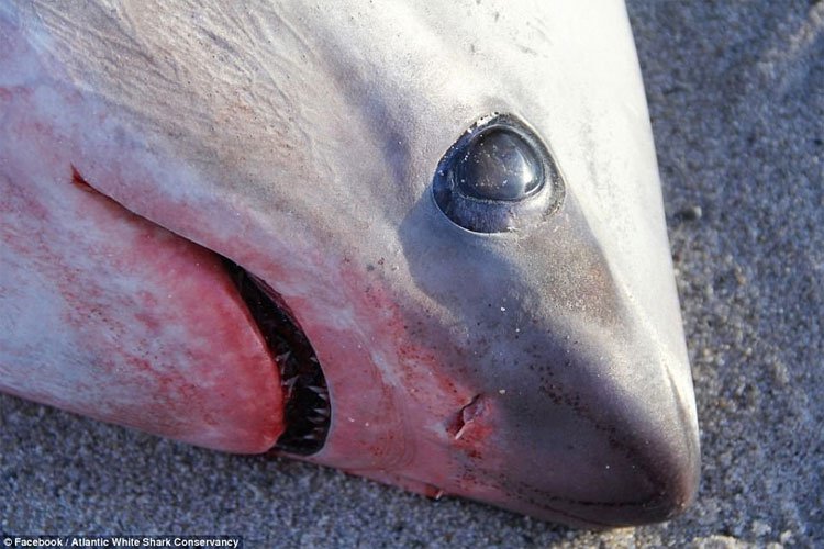Nước Mỹ đang lạnh đến mức đến cá mập cũng phải chết cóng