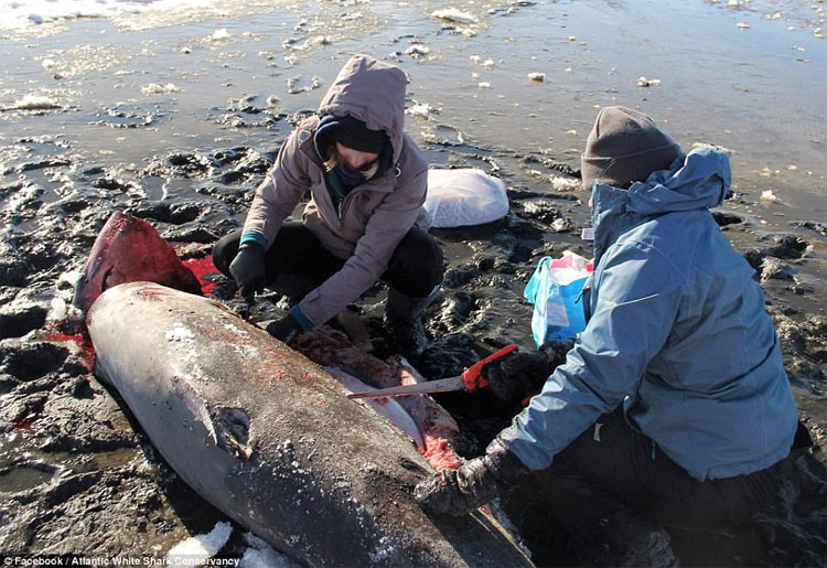 Nước Mỹ đang lạnh đến mức đến cá mập cũng phải chết cóng
