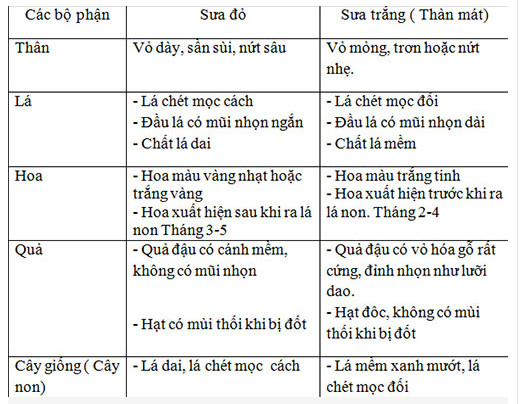 Phân biệt sưa đỏ tiền tỷ và sưa trắng có chất độc