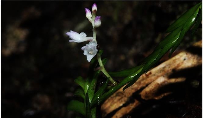 Phát hiện 2 loài hoa lan mới tuyệt đẹp ở Lào Cai và Khánh Hòa