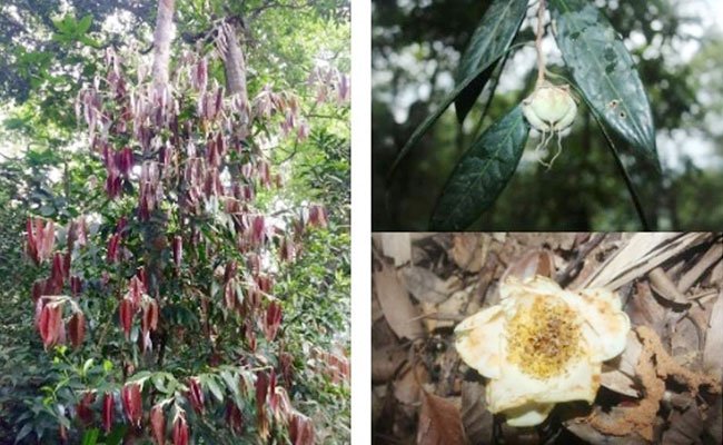 Phát hiện 2 loài trà mi hoa vàng cho khoa học tại Vườn quốc gia Vũ Quang