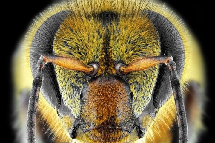 Phát hiện bằng chứng loài ong hiểu được số 0 nhỏ hơn số 1?