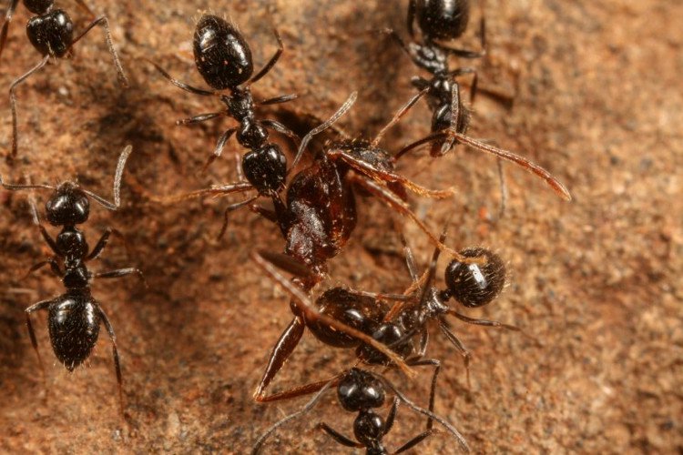 Phát hiện bầy đàn siêu kiến, tổ trải dài tới 38km
