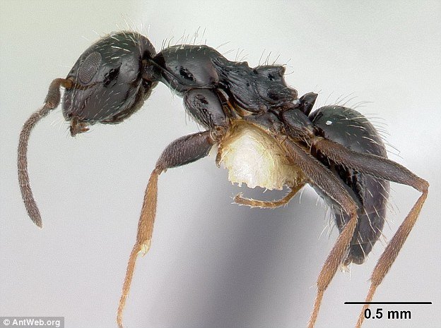 Phát hiện bầy đàn siêu kiến, tổ trải dài tới 38km