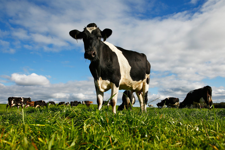 Phát hiện bò có khả năng chống virus HIV