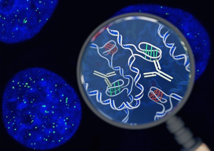 Phát hiện cấu trúc gene mới trong tế bào người