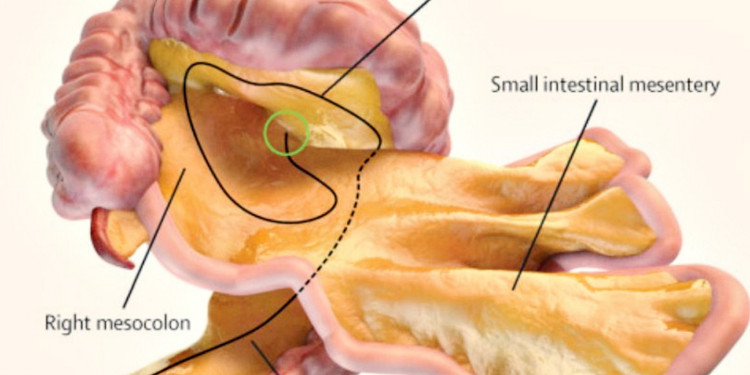 Phát hiện cơ quan mới trong cơ thể người