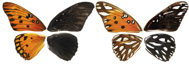 Phát hiện gene kiểm soát màu sắc, hoa văn trên cánh bướm