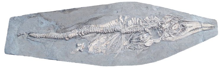 Phát hiện hóa thạch 200 triệu năm tuổi với chiếc bụng chứa đầy mực ống