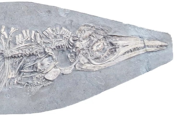 Phát hiện hóa thạch 200 triệu năm tuổi với chiếc bụng chứa đầy mực ống