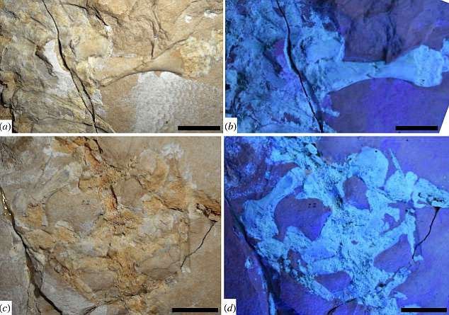 Phát hiện hóa thạch thằn lằn biển 75 triệu năm