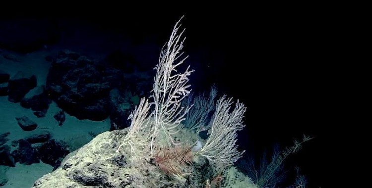 Phát hiện khu rừng san hô bí ẩn hơn 1000 tuổi, sâu 2.300m dưới đáy biển