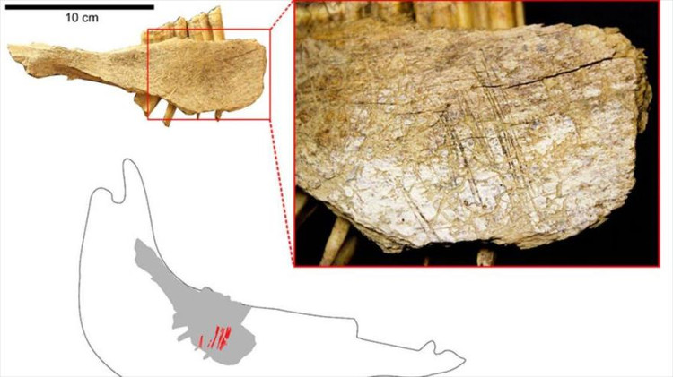 Phát hiện kinh ngạc về dấu vết con người ở Bắc Mỹ 24.000 năm trước