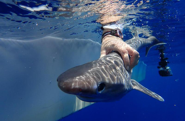 Phát hiện loài cá mập mới ở Đại Tây Dương