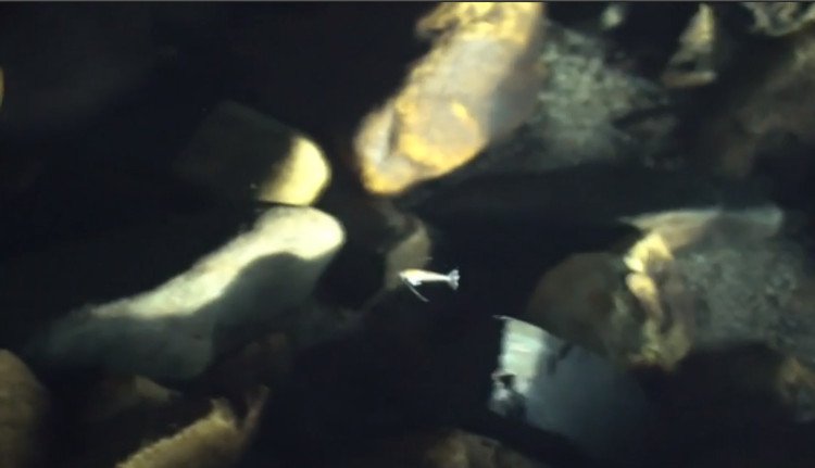 Phát hiện loài cá mù hiếm trong hang động Trung Quốc