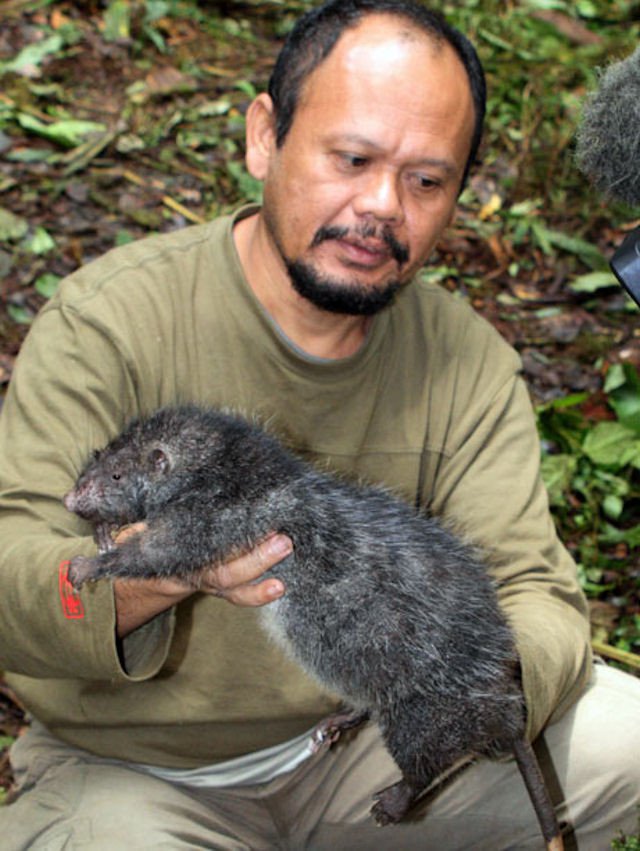 Phát hiện loại chuột khổng lồ ở Papua New Guinea